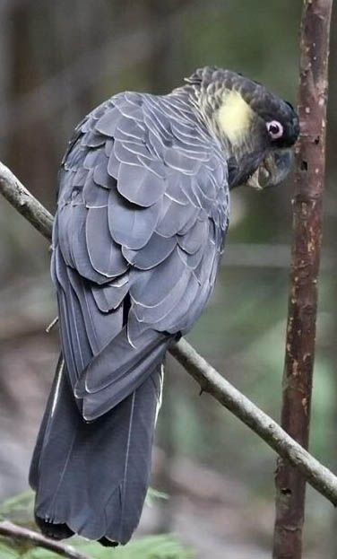 Calyptorhynchus funereus 